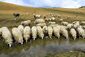 Sheeps drink from Lumbardh lake.jpg