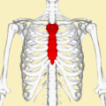 مكان عظم القص بالصدر (موضح باللون الأحمر).