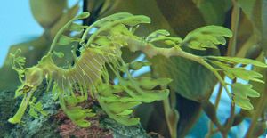 Leafy Seadragon Phycodurus eques 2500px.jpg