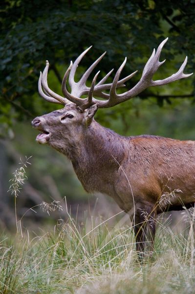 ملف:Red deer stag 2009 denmark.jpg