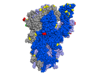 بروتين الشوكة مع توضيح الطفرات, بالنظر إلى جانب البروتين