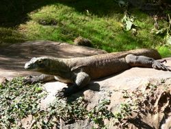 Varanus komodoensis1.jpg