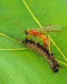 Aleiodes indiscretus parasitising a gypsy moth (Lymantria dispar) larva