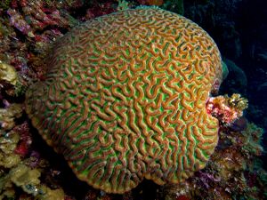 Boulder brain coral