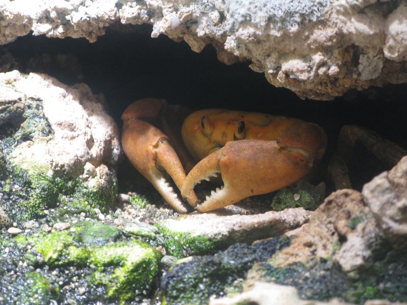 ملف:Jielbeaumadier crabe de clipperton mjp paris 2014.jpeg