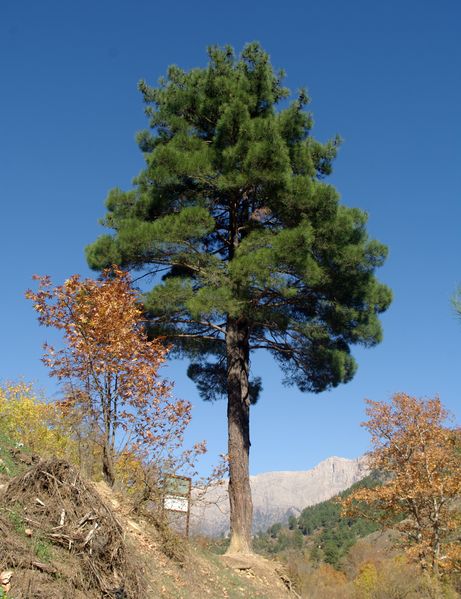 ملف:Kızılçam ağacı - Pinus brutia 02.JPG