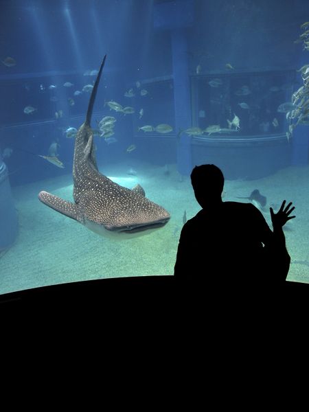ملف:Whale Shark - Osaka Aquarium.jpg