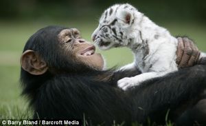 Chimpanzee adopts two White tiger cubs in TIGERS SC.jpg