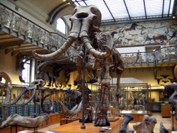 Mammuthus meridionalis Paris.jpg
