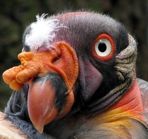 Sarcoramphus-papa-king-vulture-closeup-0a.jpg