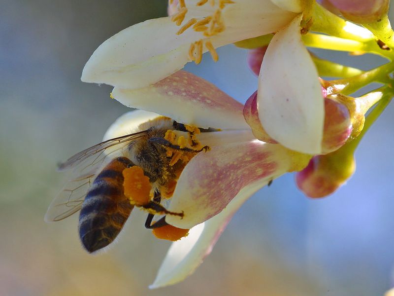 ملف:Bees-really-like-pollinating-my-myer-lemon-tree.jpg
