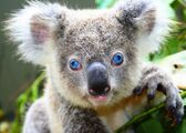 The first blue-eyed koala known to be born in captivity[46]