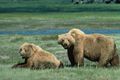 Two grizzly bears in Yellowstone National Park in Wyoming