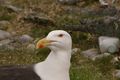Great black-backed gull has a bulky, powerful beak