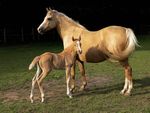 Adult horse, presumably female, standing behind a baby horse. The adult horse is a golden color. The baby horse is a light red-brown color.