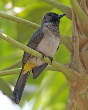 Pycnonotus tricolor Kigali, Rwanda.jpg