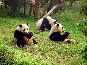 Chengdu-pandas-d10.jpg