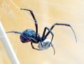 Black widow spider with its prey.