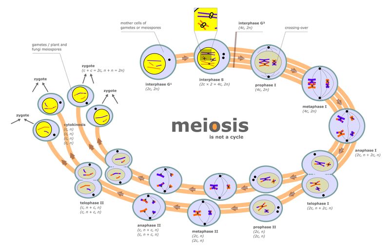 ملف:Meiosis diagram.jpg