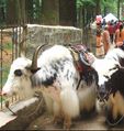 Yaks in Manali, Himachal Pradesh, India saddled for riding