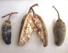 Baobab fruit, mature, split detail with dry pulp - Adansonia digitata.jpg