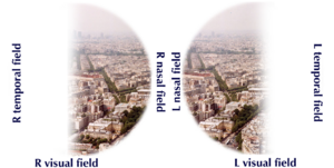 Bitempvf labelled.png