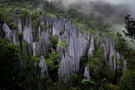 Tall, light grey stone columns protruding above a forest