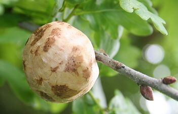 تفاح البلوط أو الجوز، وهو على أشجار البلوط، المصدر الرئيسي للصبغة السوداء وحبر الكتابة الأسود من القرن الرابع عشر حتى القرن التاسع عشر.