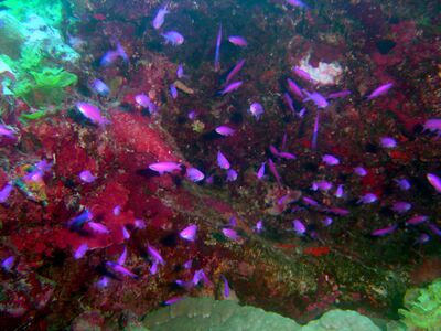 Pseudanthias pascalus or purple queenfish.