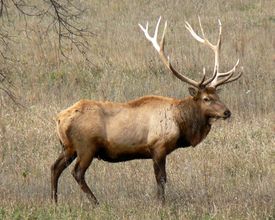 Rocky Mountain Bull Elk.jpg