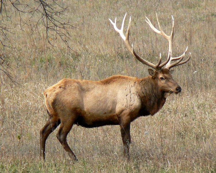 ملف:Rocky Mountain Bull Elk.jpg