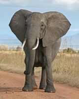 African Bush Elephant-crop.jpg
