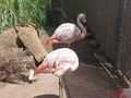 Chilean flamingos at the Las Vegas Zoo