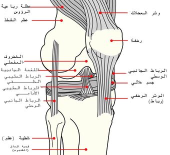 Knee diagram-ar.jpg
