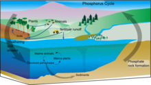Phosphorus cycle.png