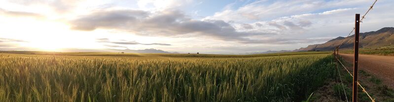 ملف:Wheat panorama.jpg