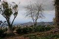 Funchal - Blick vom Botanischen Garten auf die Stadt IMG 1748.JPG