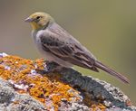 090508-cinereous-bunting-at-Petrified-Forest.jpg