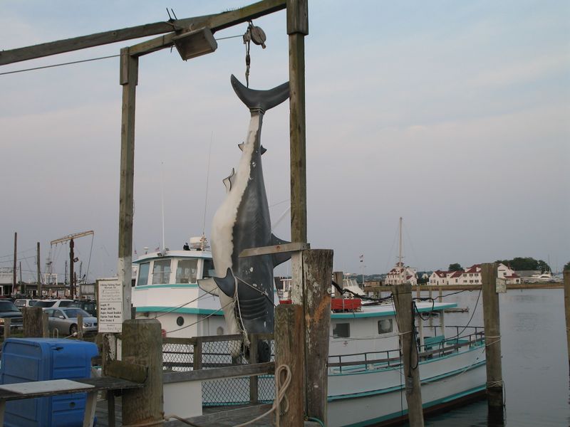 ملف:Montauk-shark.jpg