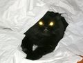 Black Persian with glowing eyes due to the interaction of the flash with the tapetum