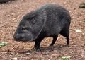 Collared Peccary in Paignton Zoo.jpg