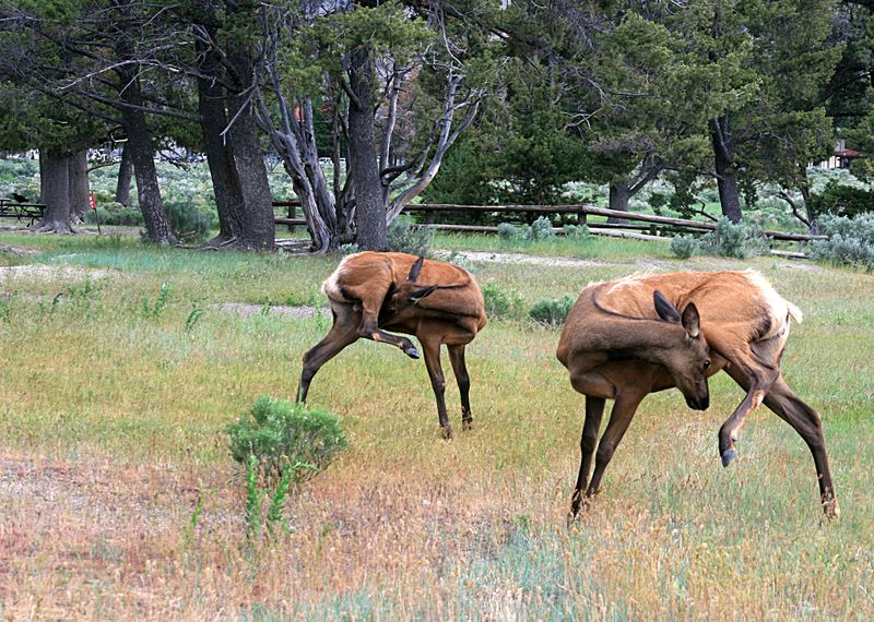 ملف:Elks in yellowstone national park.jpg