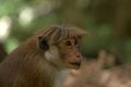Toque macaque (M. sinica) في سريلانكا