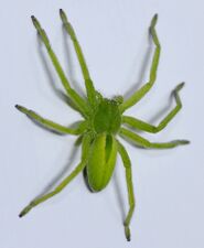 The green huntsman spider is green due to the presence of bilin pigments in the spider's hemolymph and tissue fluids