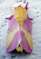 Dryocampa rubicunda Rosy Maple Moth