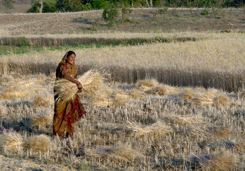 ملف:Woman harvesting wheat, Raisen district, Madhya Pradesh, India ggia version.jpg
