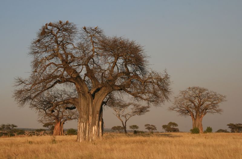 ملف:Adansonia digitata Baobab.JPG