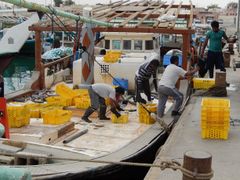 Workers unloading freshly caught fish at the harbor