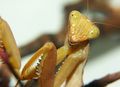 Sphrodomantis lineola, African mantis