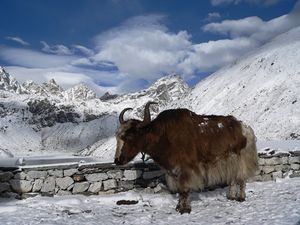 Yak at third lake in Gokyo.jpg